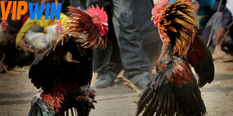 Đá gà bồ 67 mang đến chất lượng hình ảnh cực kỳ nét