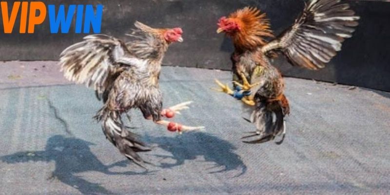 Người chơi cần nắm rõ thông tin của từng trận đấu