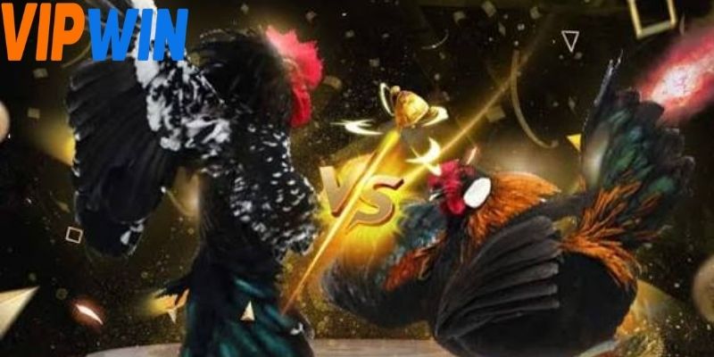 Tìm hiểu về phong cách tấn công của từng chiến kê